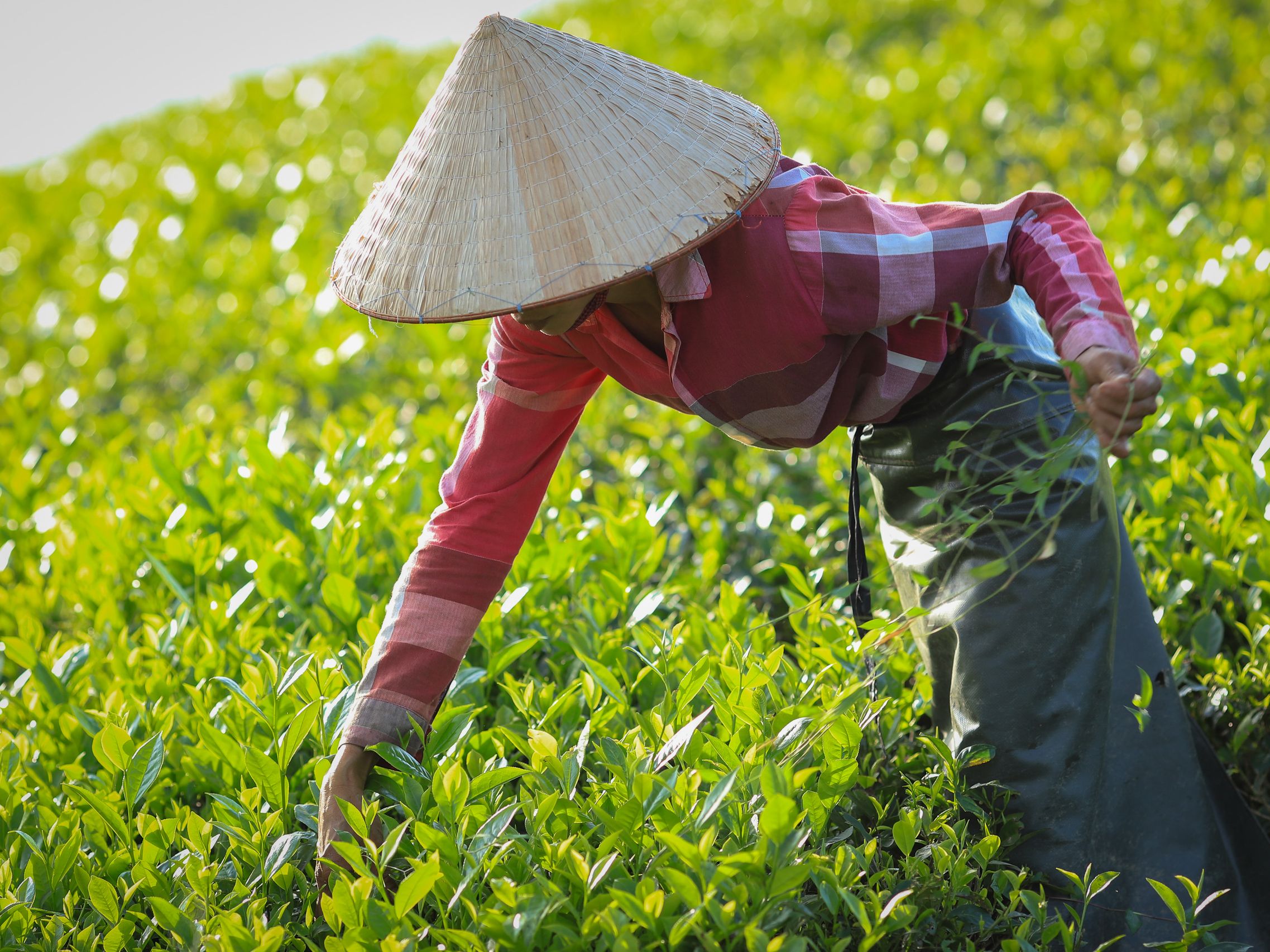 Tea pickers wearing conical hats working in a lush green tea plantation
